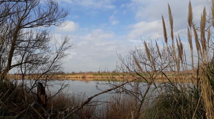 Petite Camargue 1