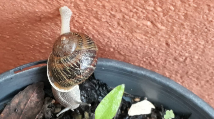 Pluie escargot